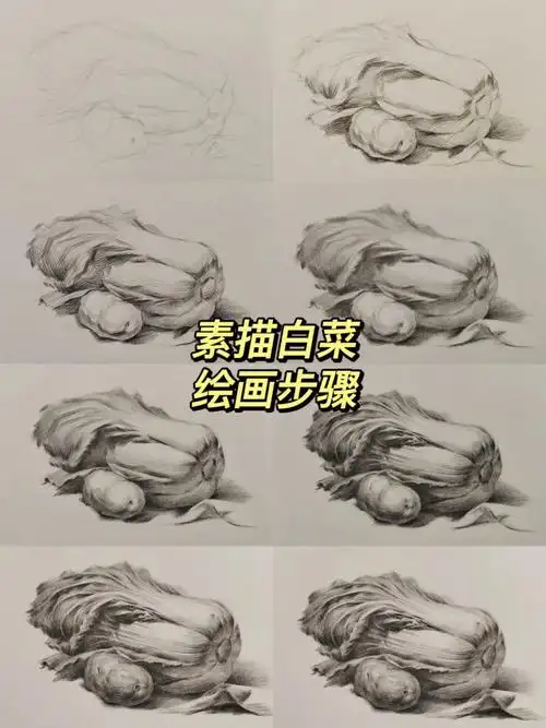 白艺术素描小课堂之白菜的画法