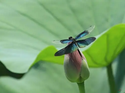 小荷才露尖尖角, 早有蜻蜓立上头--圆明园