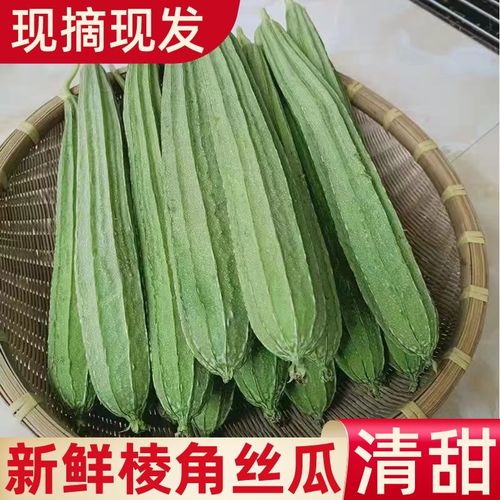 广西菱形肉丝瓜新鲜当季白玉六角丝瓜农家新鲜现摘现摘新鲜蔬菜