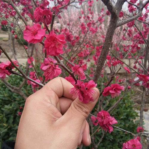 原生红须朱砂梅国旗红大红色红梅骨里红梅花绿梅乌羽玉南北方花卉