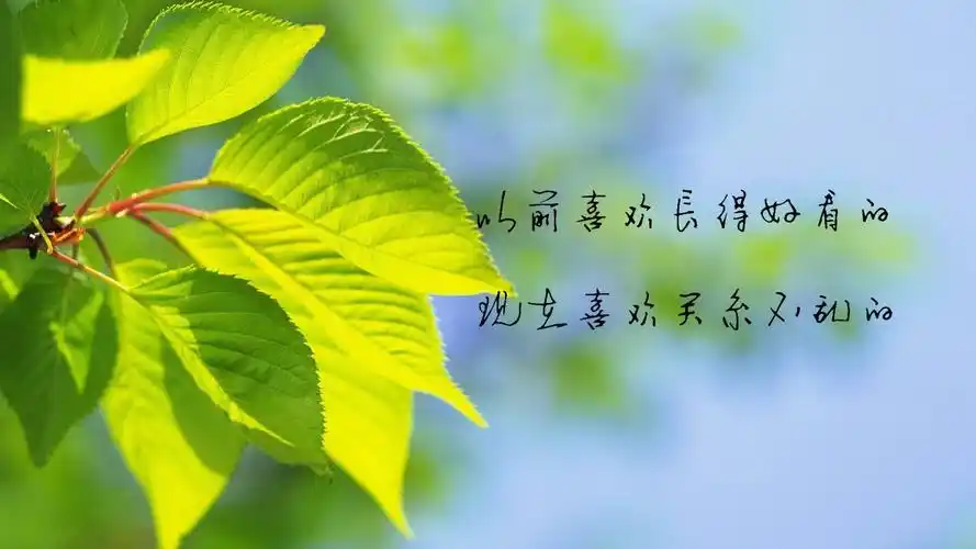 文字爱情文字控壁纸10
