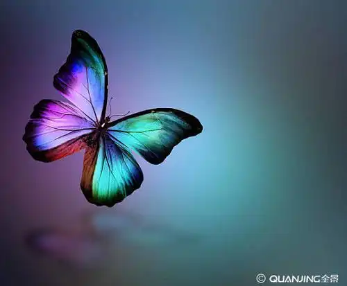 蝴蝶图片_图片大全