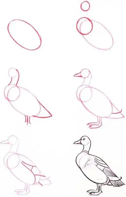 六步学会画画系列!非常适合初学.