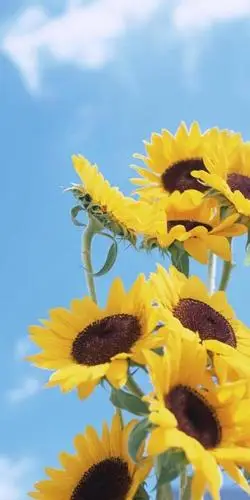 希望_希望图片唯美_对人生充满希望的图片_回车桌面