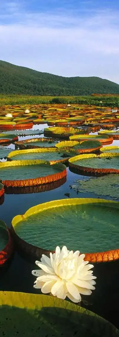 养眼美景,让人心醉!|巨石|彩虹|风景|芬芳|大自然_网易订阅