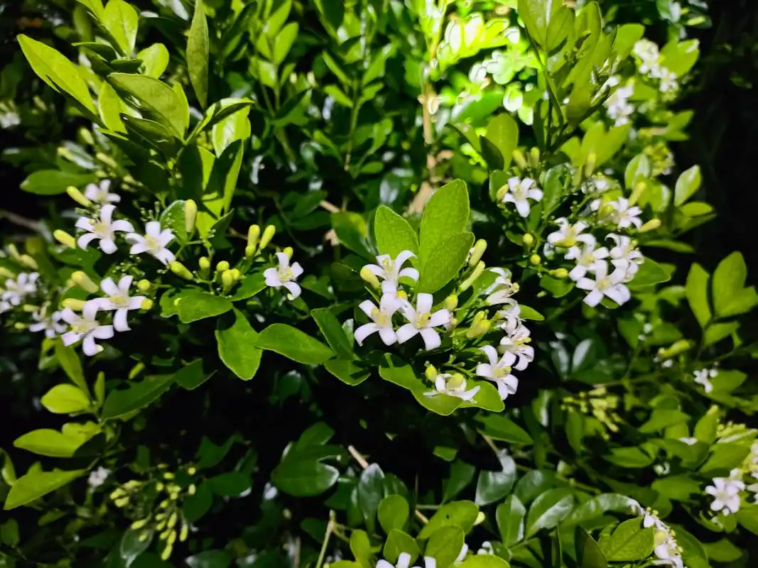 七里香, 叶片为复叶,为卵形或倒卵状椭圆形,叶柄很短;花白色,有芳香味