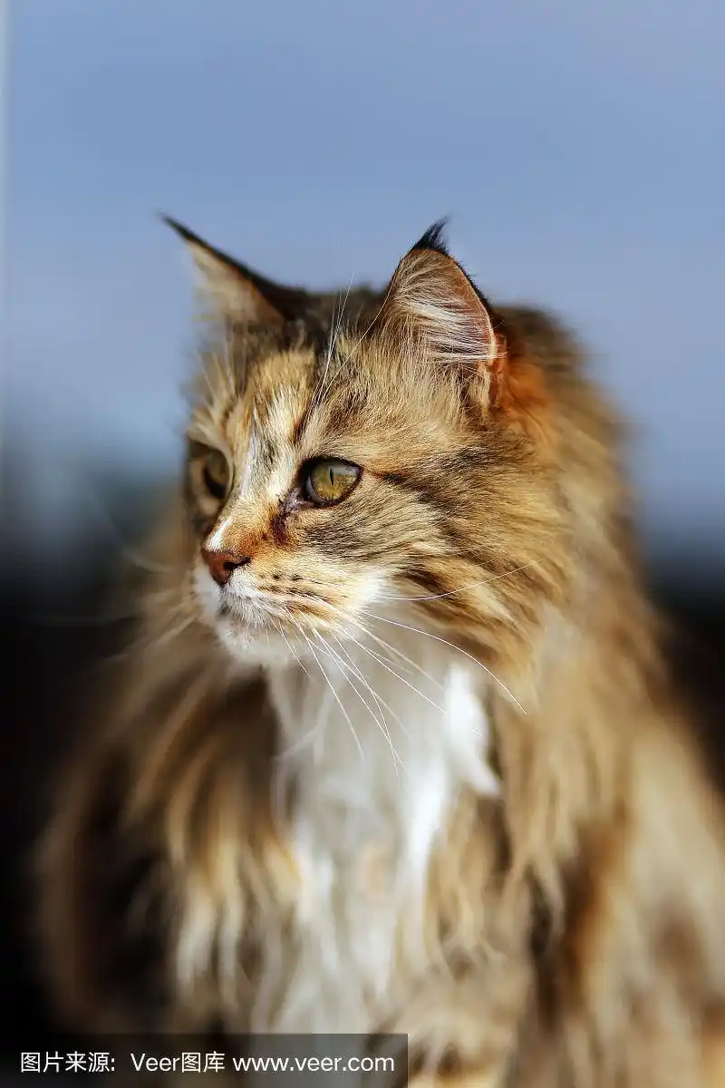 最漂亮的猫图片之一