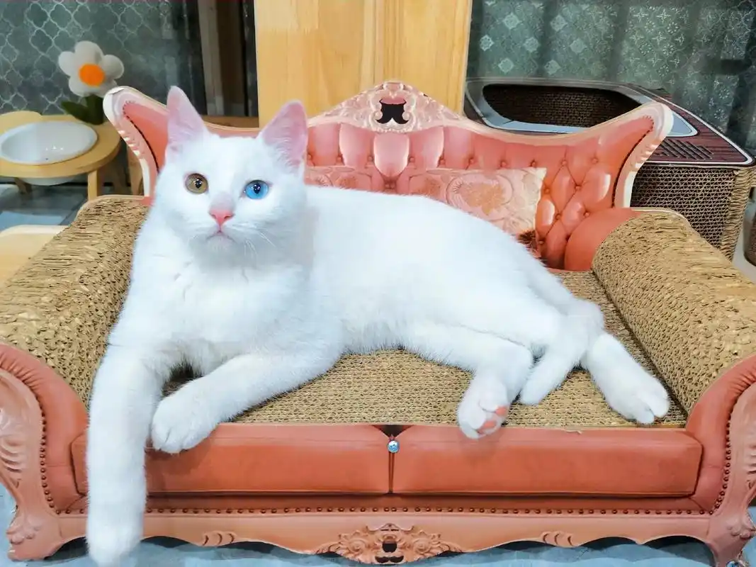 这不是美短英短波斯猫, 是我们中华的田园猫呀. #创作灵感  - 抖音