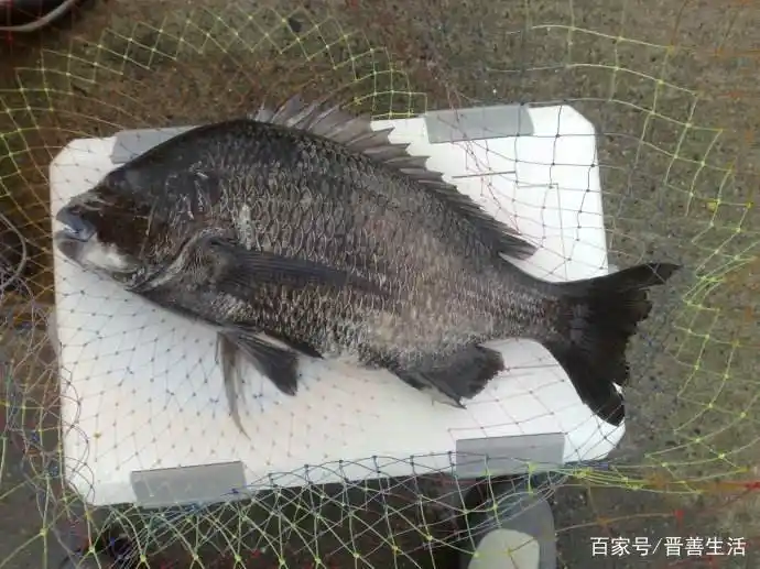 黑鲷鱼的两种垂钓方法,台钓选择钓位是关键,避开风浪才能上大鱼