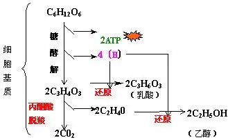 有氧呼吸和无氧呼吸过程图解,要图片哦