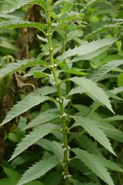 地笋lycopuslucidus