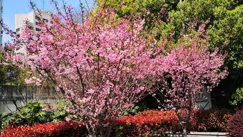 春暖花开——垂丝海棠