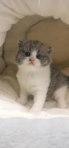 成都家养英短蓝白一窝