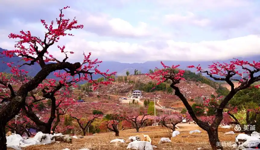灼灼芳华十里桃花——连平桃花节
