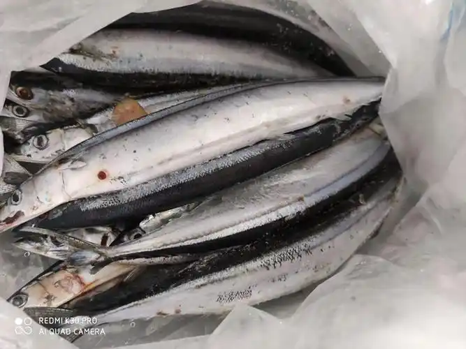 新鲜冷冻秋鱼深海海鱼鲜鱼海鲜烧烤鲜活冷冻 秋刀鱼无冰衣5斤晒单图