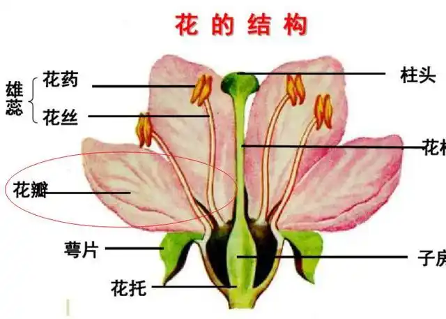花的构造图片及名称