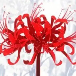 彼岸花还有很多的实用头像