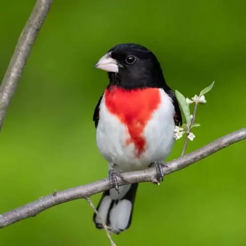 罕见的七彩鸟儿