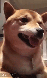 女子在回家路上被三只柴犬埋伏.(第2233期)