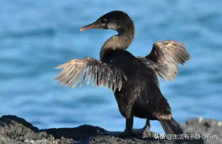 什么鸟不会飞十大在家最好养的鸟
