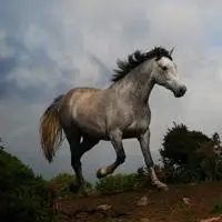 好看良马骏马奔腾疾驰图片_微信头像图片大全