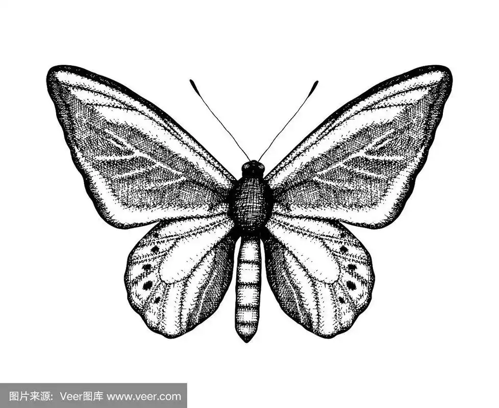 黑白矢量插图的蝴蝶.手绘昆虫素描.复古风格的墙面棕色详图.