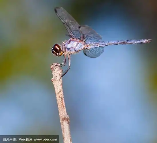蜻蜓,高大的,褐色,动物嘴,水平画幅