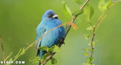 紫燕归来寻老宅,纸鸢飞舞乐孩童. 春光一揽黄花朵,细雨三番绿草丛.