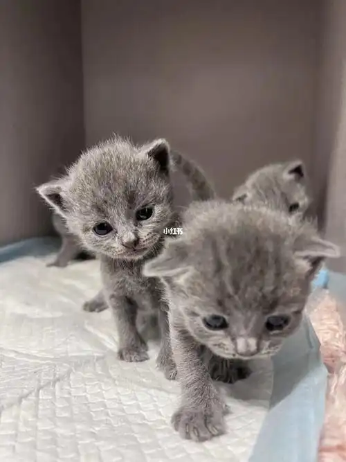 小猫猫品相非常好纯种英短蓝猫  即将满月 可适当议价 可随意挑选有