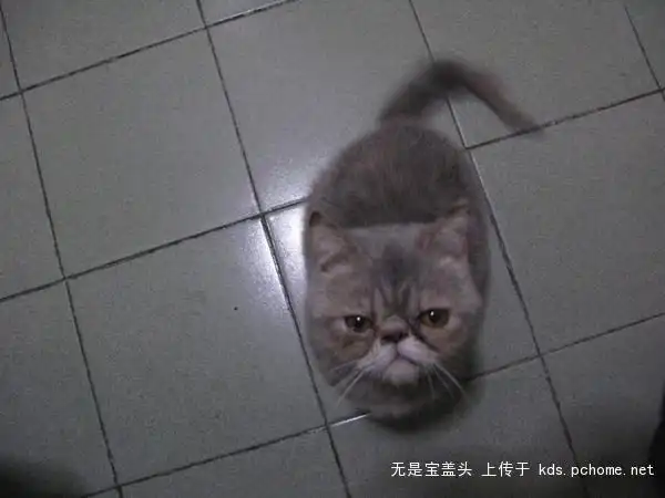 灰色的可爱加菲猫