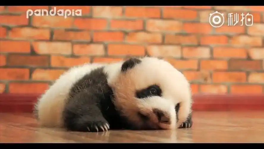 太萌了 全球幽默搞笑菌