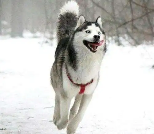 哈士奇这么多缺点!我还是想养他!