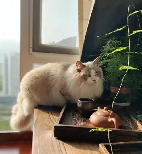 "哈喽大家好,我是你们的好朋友,宠物达人奇趣喵喵酱.