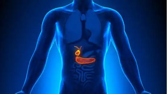 我们人体中,胆囊就相当于是储存胆汁的仓库,一旦胆汁分泌代谢出现异常
