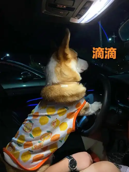 开车基来了_好物推荐_宠物_柯基_狗狗_我家宠物好可爱_宠物_狗_晒狗