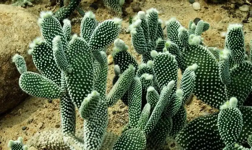 白毛掌怎么养 - 芙舞百科知识