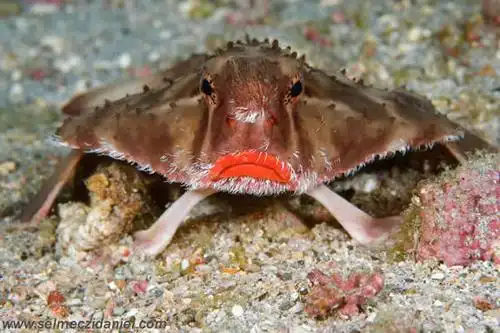 海底外星人:红润唇蝙蝠鱼