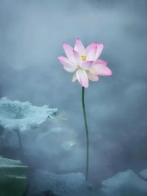 夏日荷花季,这5个技巧教你拍出超有意境的荷花照