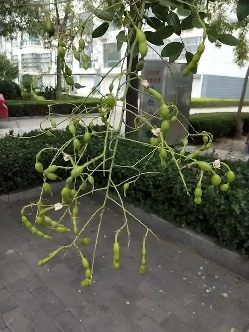 刘晓烨观察楼前槐树