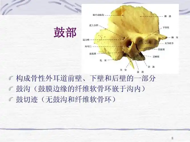 外耳道前壁,下壁和后壁的一部分 鼓沟(鼓膜边缘的纤维软骨环嵌于沟内)