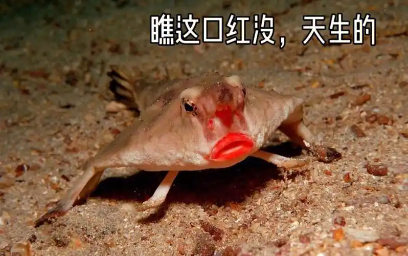 d37～每天带你认识1种海洋生物:红唇蝙蝠鱼