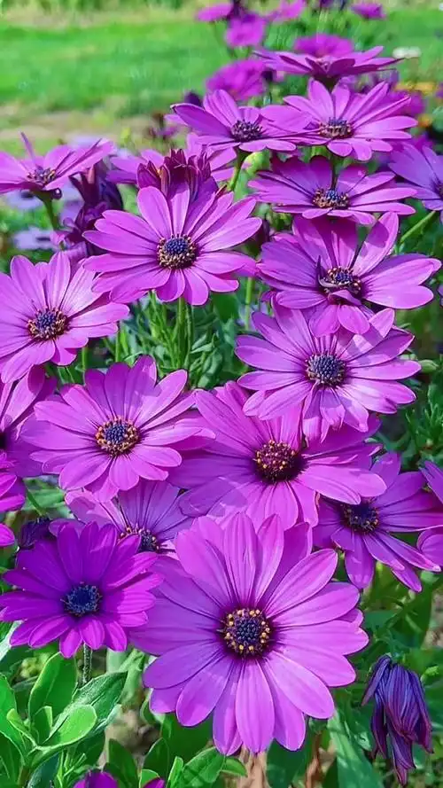 紫妹牛逼!动态壁纸_高清竖屏视频下载-火萤壁纸