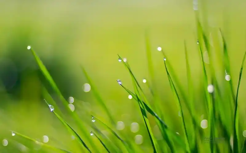 绿色植物之露珠水滴,高清图片,电脑桌面-壁纸族