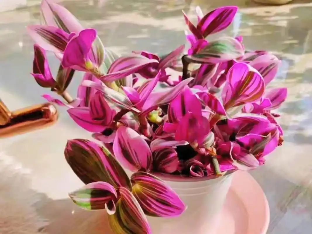 爱生活爱养花 #花卉绿植 #好看的花 - 抖音