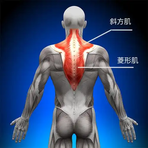 所以改善探颈的关键在于强化背中部的斜方肌中下部,菱形肌和颈椎深层