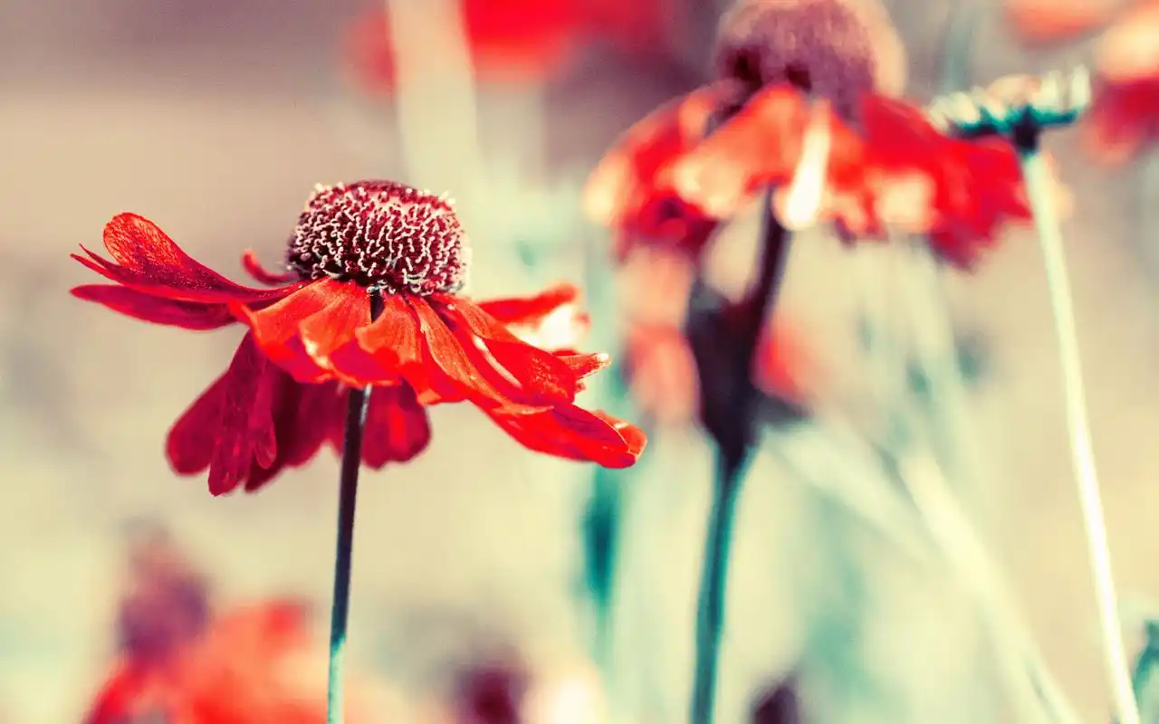 唯美红色花卉植物小清新高清桌面壁纸