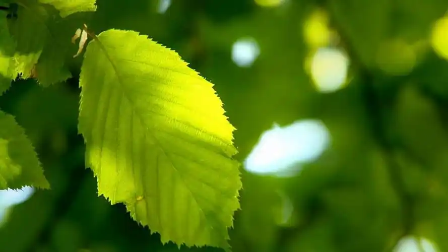 激励人心的抖音流行句,充满动力,令人称赞