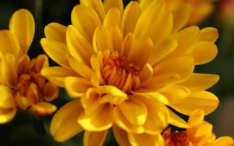 清新淡雅菊花图片桌面壁纸