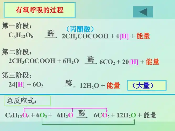 第5章第3节有氧呼吸和无氧呼吸及细胞呼吸原理的应用33张