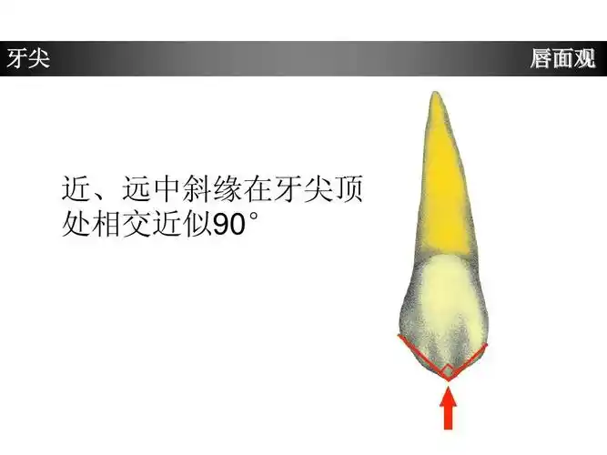 上颌尖牙牙体形态简述ppt